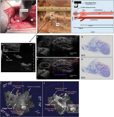 In vivo Visualization of Pig Vagus Nerve “Vagotopy” Using Ultrasound